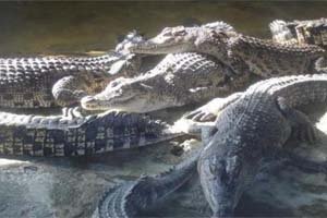 Teritip Crocodile Breeding Cen