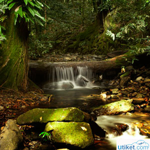 Daintree Forest