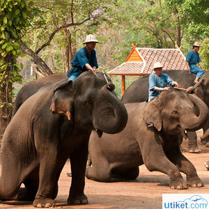 Thai Elephant Conservation Cen